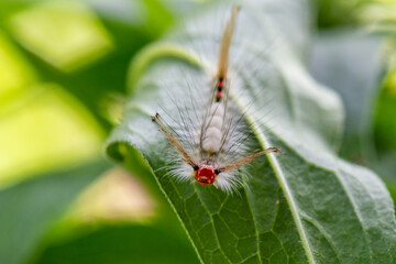White Marked Tussock Moth Caterpillar on a Leaf, Close up