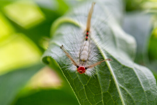 White Marked Tussock Moth Caterpillar On A Leaf, Close Up