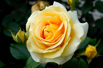 a gorgeous large yellow rose	
