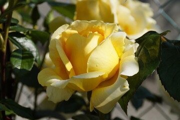 a gorgeous large yellow rose	