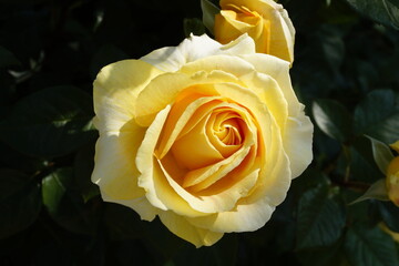 a gorgeous large yellow rose on a fine spring day in Merano (South Tyrol, Italy)	