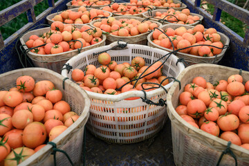 Fresh tomatoes from the organic orchard. Health food. The concept of health.