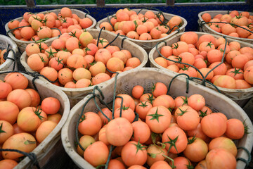Fresh tomatoes from the organic orchard. Health food. The concept of health.