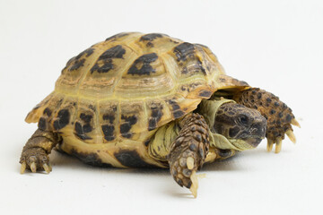 Russian Tortoise Testudo horsfieldii isolated on white background
