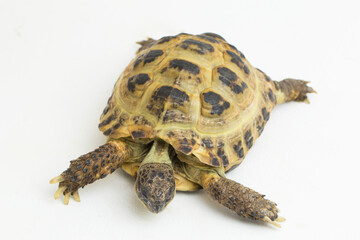 Russian Tortoise Testudo horsfieldii isolated on white background
