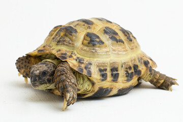 Russian Tortoise Testudo horsfieldii isolated on white background
