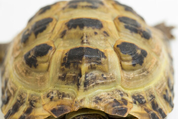 Russian Tortoise Testudo horsfieldii isolated on white background
