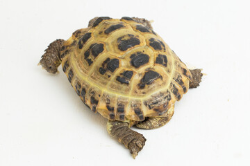 Russian Tortoise Testudo horsfieldii isolated on white background
