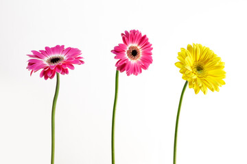 Fresh daisy flowers, close-up