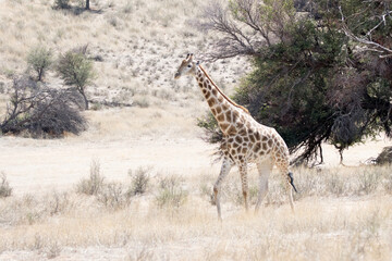 Kgalagadi Transfrontier National Park, South Africa: Giraffe