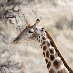 Kgalagadi Transfrontier National Park, South Africa: Giraffe
