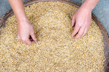 The background of the Golden Rice