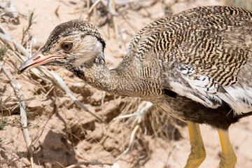 Kgalagadi Park: Korhaan