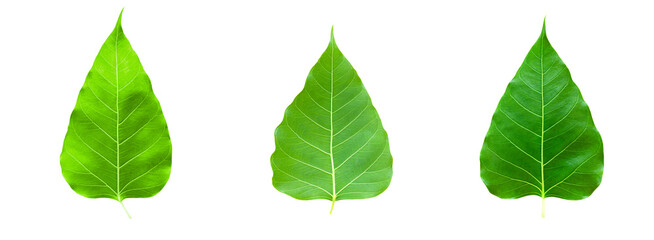 Leaf bodhi leaf