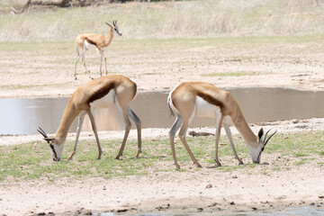 Kgalagadi Transfrontier National Park, South Africa: Springbok grazing at waterhole
