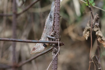 lizard on a branch