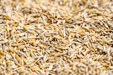 The background of the Golden Rice