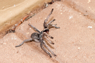 Kruger National Park, South Africa: Baboon spider