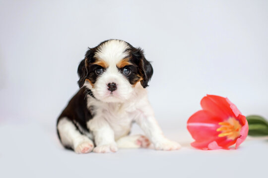 Newborn Puppy Cavalier King Charles Spaniel On A White Background With Flowers