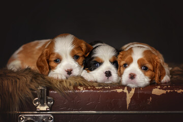 newborn dogs puppies cavalier king charles spaniel on an old suitcase - obrazy, fototapety, plakaty