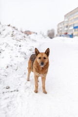 A stray dog in winter. A portrait of large mixed-breed stray dog Sheepdog off to the side against a winter white background. Copy space. The dog's eyes search for its owner.