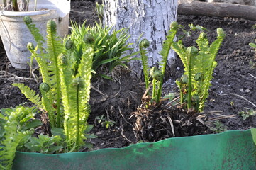 Garden flowers are blooming. Blooming flowers and plants. 