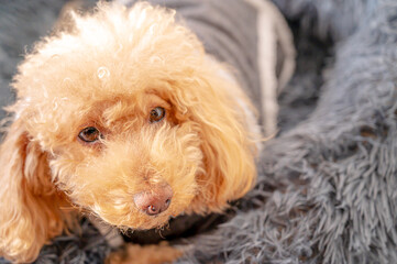 服を着たトイプードル