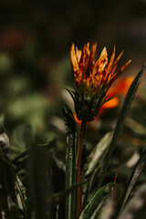 Flower in the garden