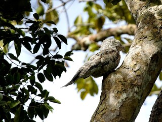 
The common potoo, or poor-me-ones (Nyctibius griseus), or urutau is one of seven species within the genus Nyctibius. Amazon rainforest, Brazil.