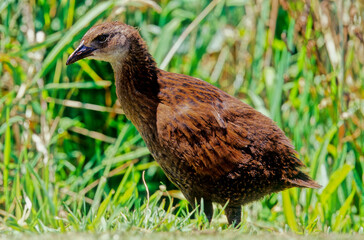 Gallirallus australis