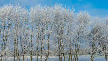 Snow-covered tree branches against the blue sky. Trees are covered with snow and hoarfrost against the blue sky.