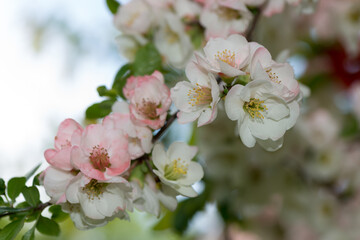 dainty, delicate pink/white Chaenomeles blossoms
