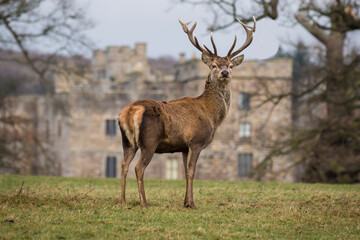 Red stag standing proud looking at the camera, isolated against a building