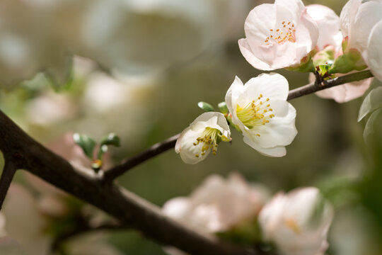 dainty, delicate Chaenomeles blossoms backlit by the sun