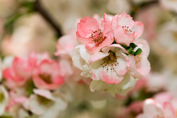 dainty, delicate pink Chaenomeles blossoms (bokeh effect)
