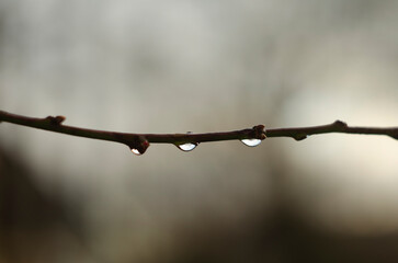 Tree Branch With Rain Drops. Dew drops on tree branches in the morning in early spring