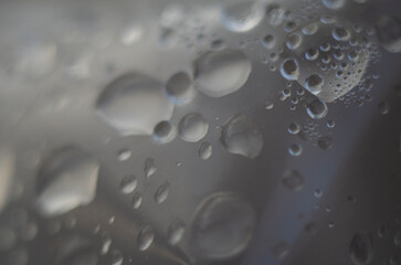 Tree Branch With Rain Drops. Dew drops on tree branches in the morning in early spring