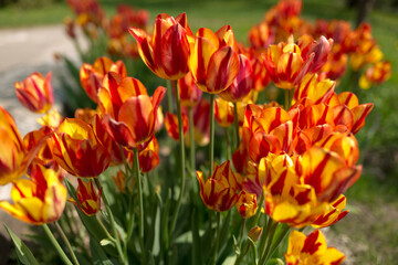 tulip cluster in red and yellow