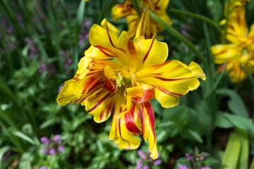 Fototapeta premium striated parrot tulip wide open