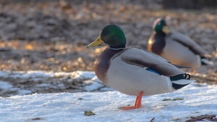 Two grey with blue drakes walking in the snow in city park at sunny winter day. Wintering ducks on snow in winter.