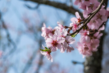 A branch with beautiful almond blossoms near Johannisberg/Germany in the Rheingau 