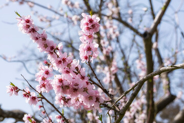 A branch with beautiful almond blossoms near Johannisberg/Germany in the Rheingau 