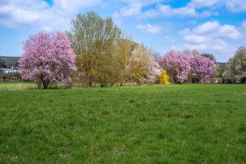 Blossoming trees and bushes near Stadecken-Elsheim/Germany in Rheinhessen 