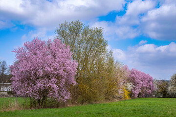 Blossoming trees and bushes near Stadecken-Elsheim/Germany in Rheinhessen 