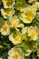 Obraz na płótnie Canvas yellow flowers in sunlight