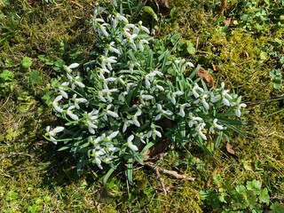 Schneegl&ouml;ckchen 