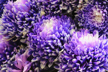 Chrysanthemum flower,close-up of purple with blue Chrysanthemum flowers in full bloom in the garden
