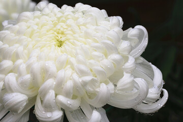 Chrysanthemum flower with raindrops,close-up of white Chrysanthemum flower in full bloom with raindrops in the garden
