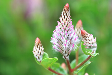 Showy Foxtail(Pink Pussy Tails,Lambs Tails,Pink Mulla Mulla,Tall Mulla Mulla) flowers,close-up of pink with white flowers in full bloom with raindrops in the garden
