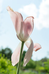 pink tulip with fading petals set against a light blue sky with clouds